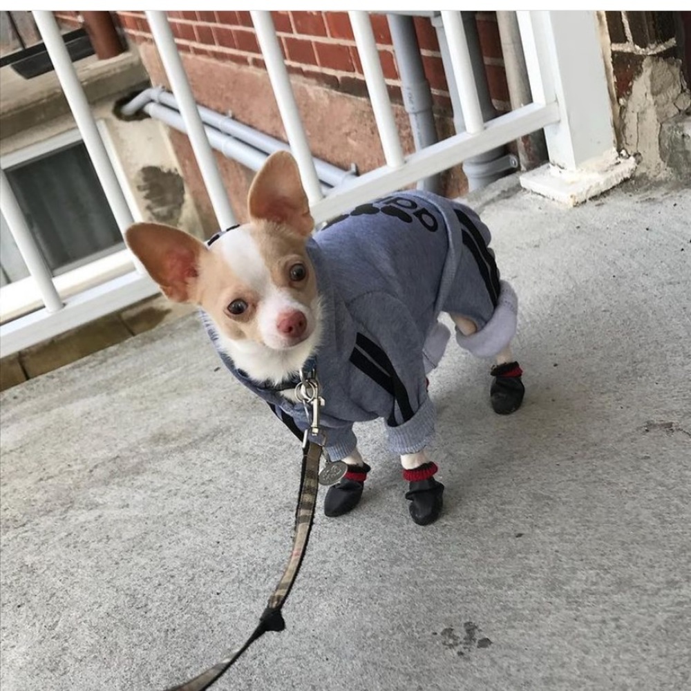 ADIDOG SWEATER - Picture 2 of 3
